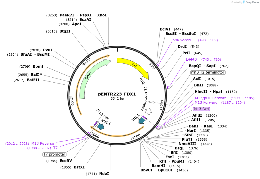 251696-plasmid-map-sequence-id-500781