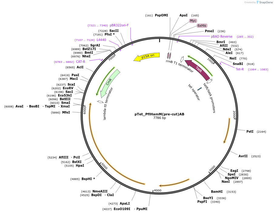 248942-plasmid-map-sequence-id-500782