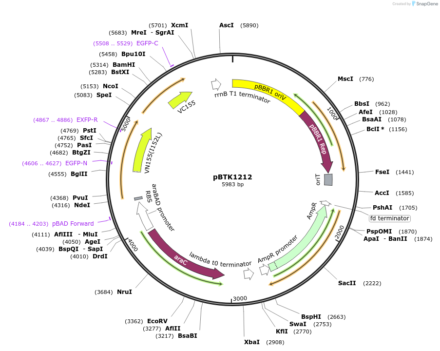 251993-plasmid-map-sequence-id-500785