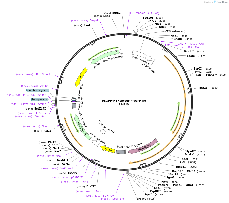 249172-plasmid-map-sequence-id-500786