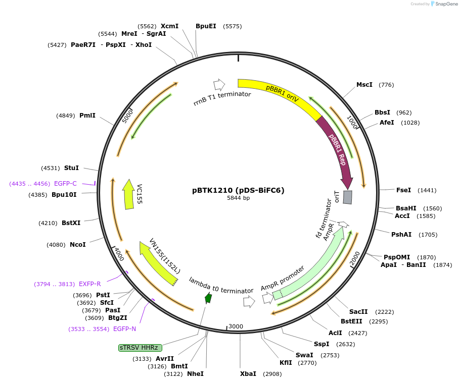 251991-plasmid-map-sequence-id-500787