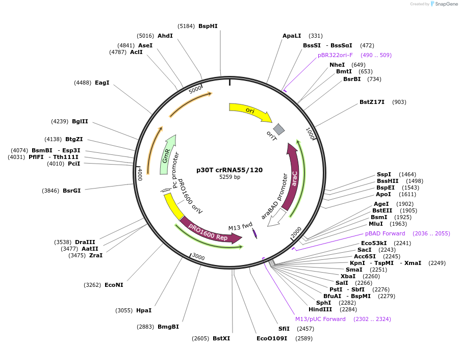 250980-plasmid-map-sequence-id-500788