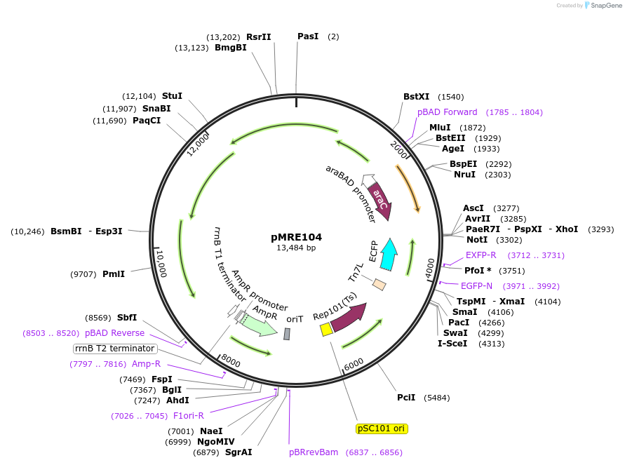 246833-plasmid-map-sequence-id-500791