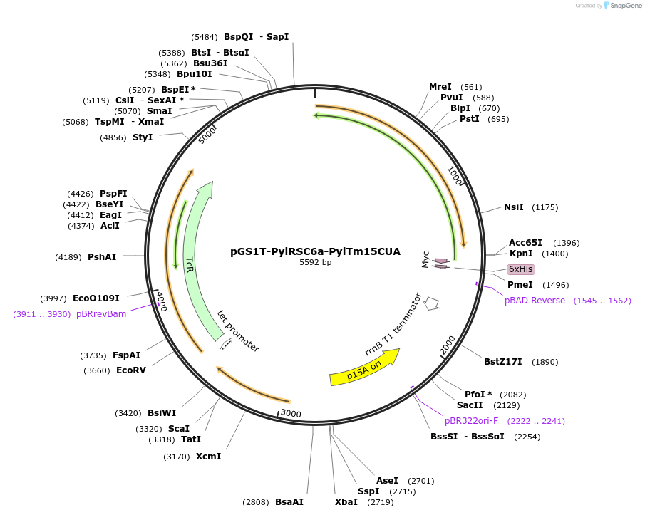 251554-plasmid-map-sequence-id-500797