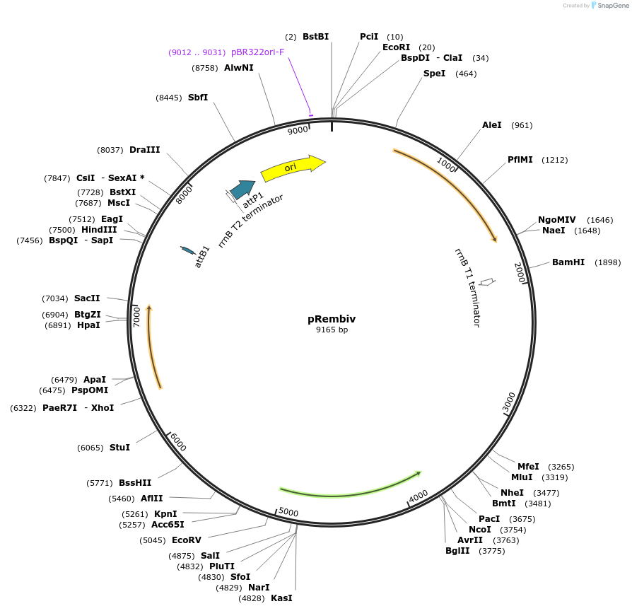 252216-plasmid-map-sequence-id-500798