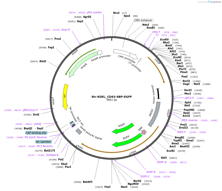 247324-plasmid-map-sequence-id-500803