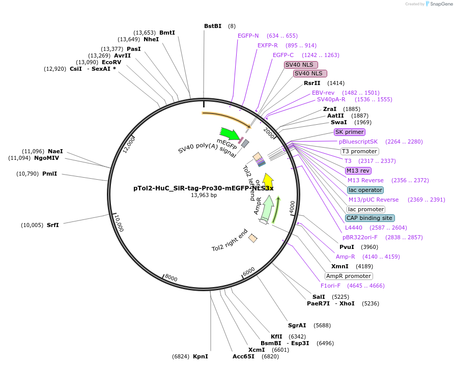 249672-plasmid-map-sequence-id-500831