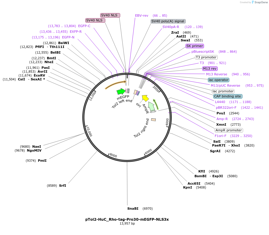 249671-plasmid-map-sequence-id-500832