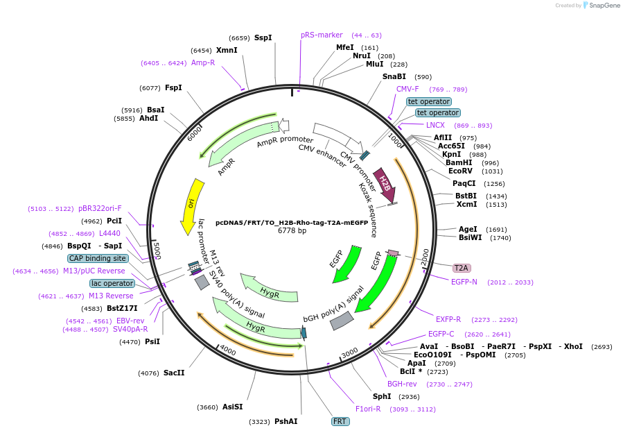 249667-plasmid-map-sequence-id-500833