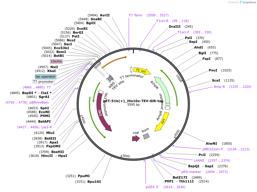 249666-plasmid-map-sequence-id-500834