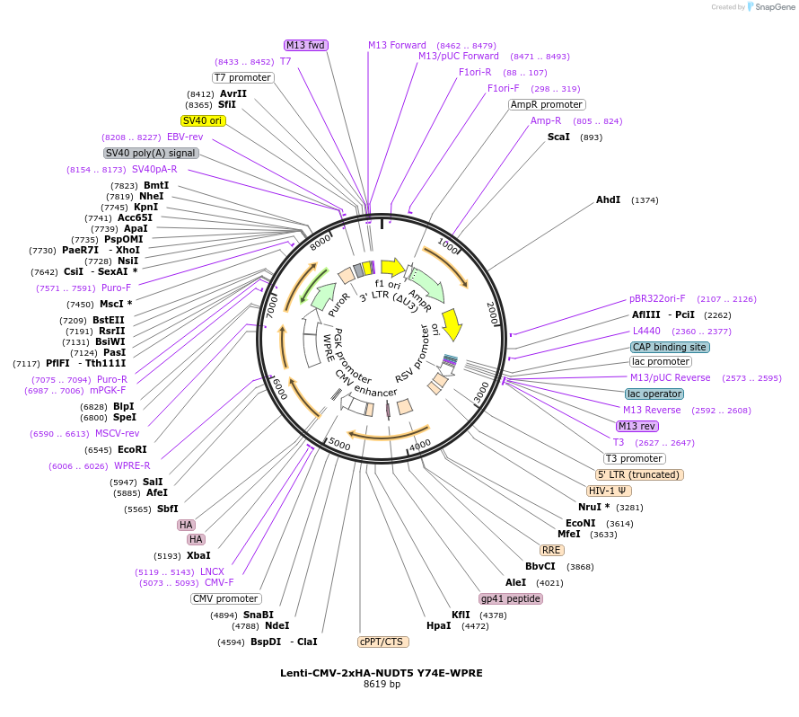 250385-plasmid-map-sequence-id-500854