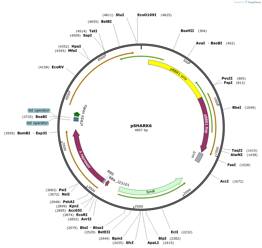 248169-plasmid-map-sequence-id-500861