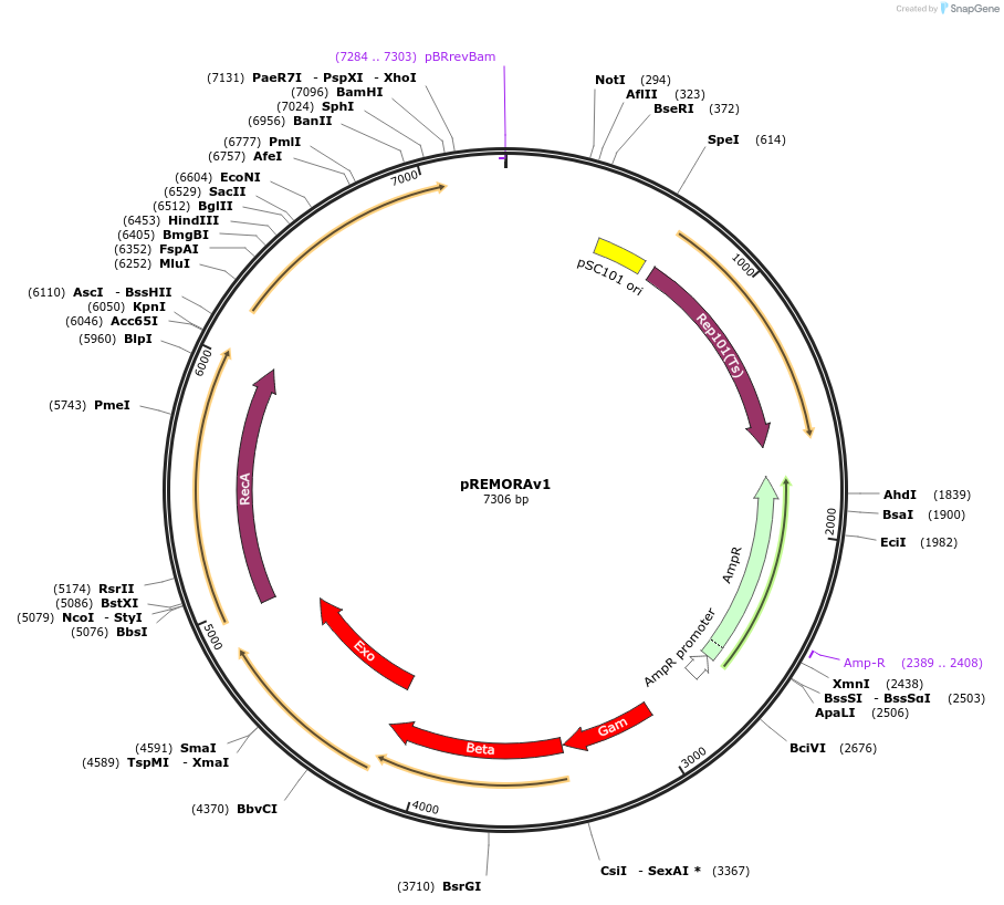 248172-plasmid-map-sequence-id-500862