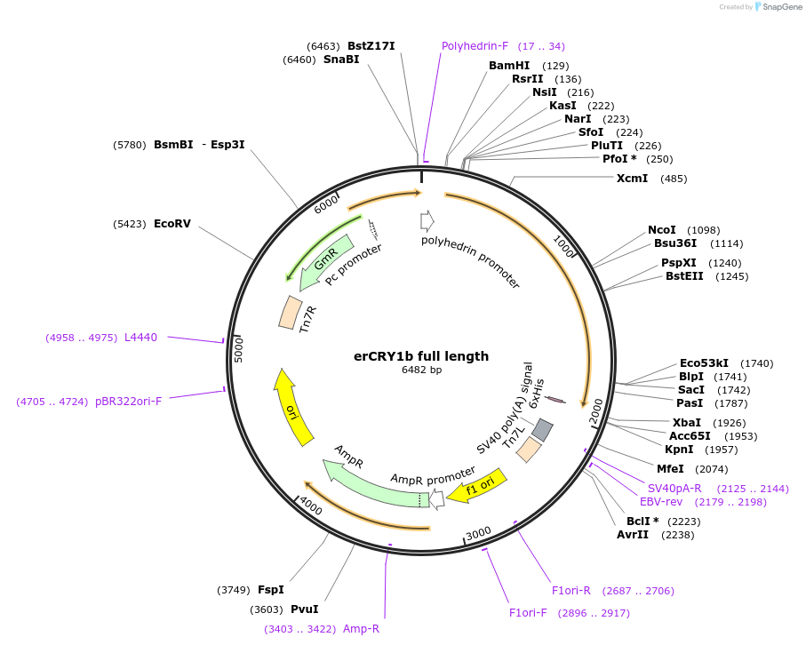 252023-plasmid-map-sequence-id-500886