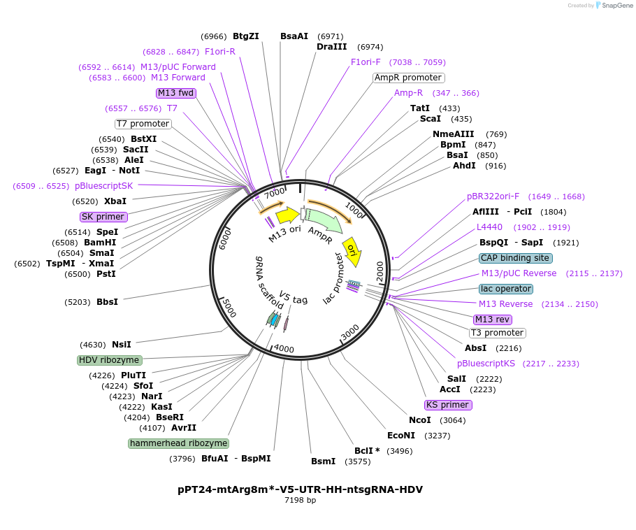 251982-plasmid-map-sequence-id-500890