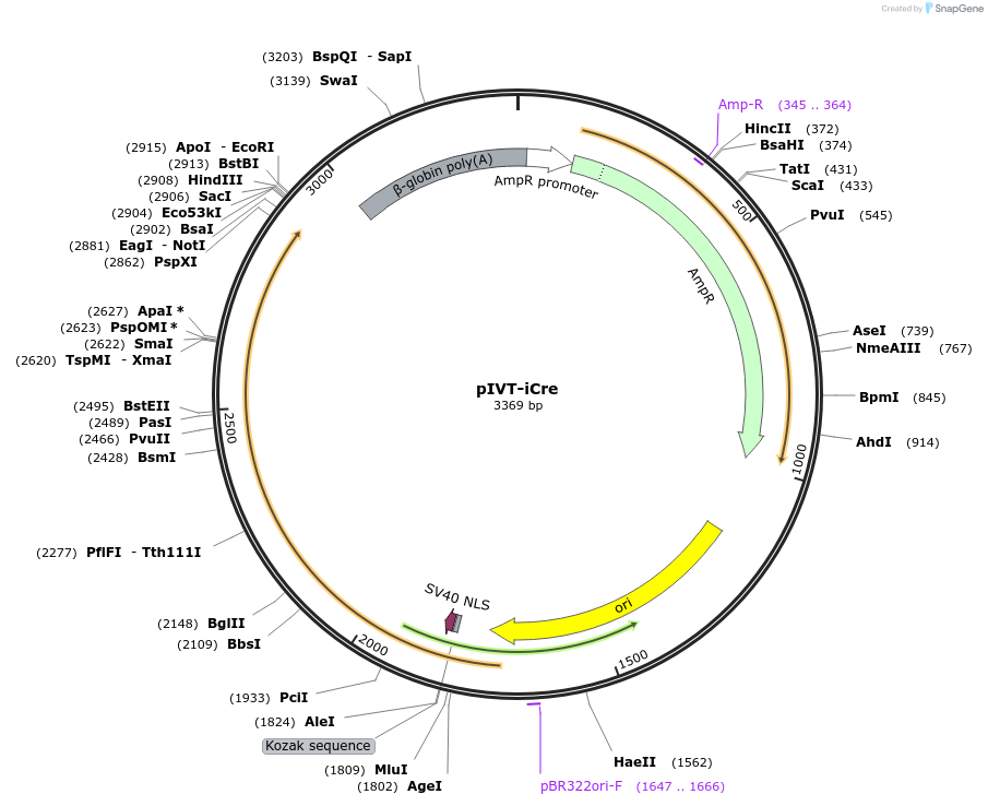 232773-plasmid-map-sequence-id-500894