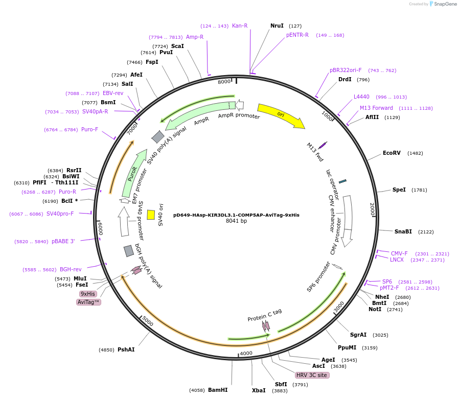 157299-plasmid-map-sequence-id-500914