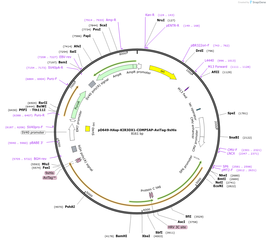 157338-plasmid-map-sequence-id-500916