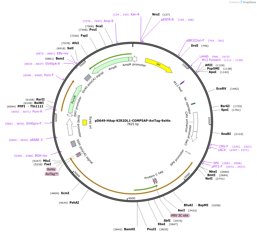 157232-plasmid-map-sequence-id-500918