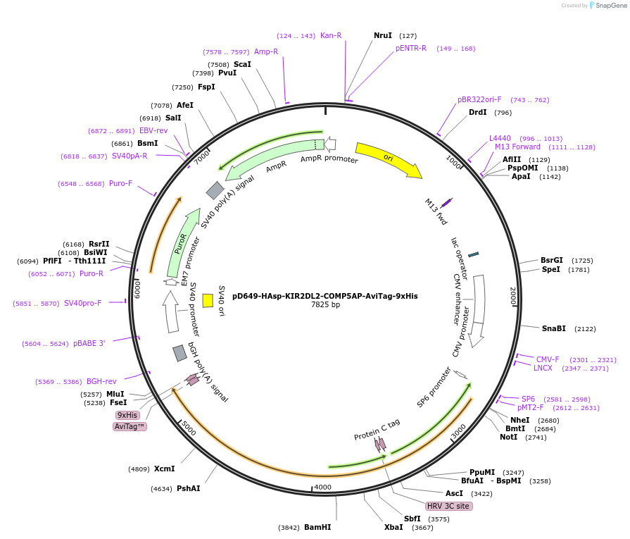 157233-plasmid-map-sequence-id-500919