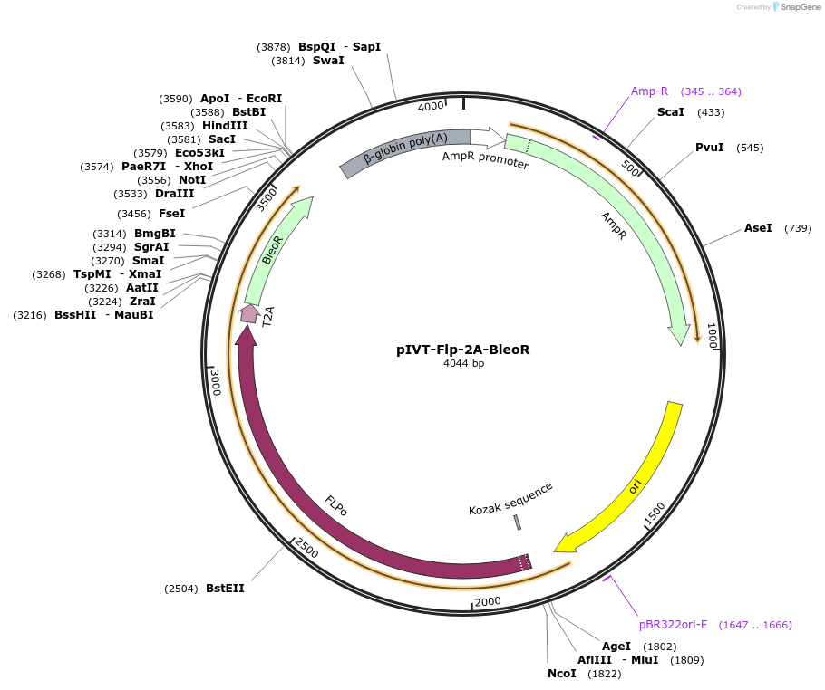 232752-plasmid-map-sequence-id-500928
