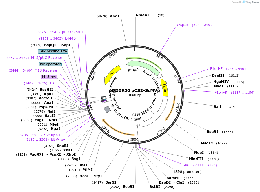 251796-plasmid-map-sequence-id-500990