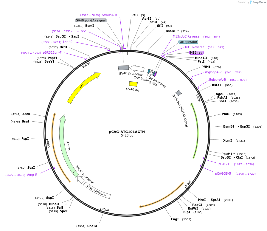 250340-plasmid-map-sequence-id-501005
