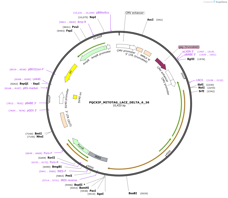 252255-plasmid-map-sequence-id-501015