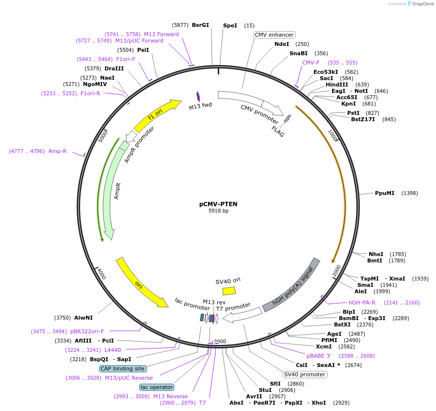 28298-plasmid-map-sequence-id-501020
