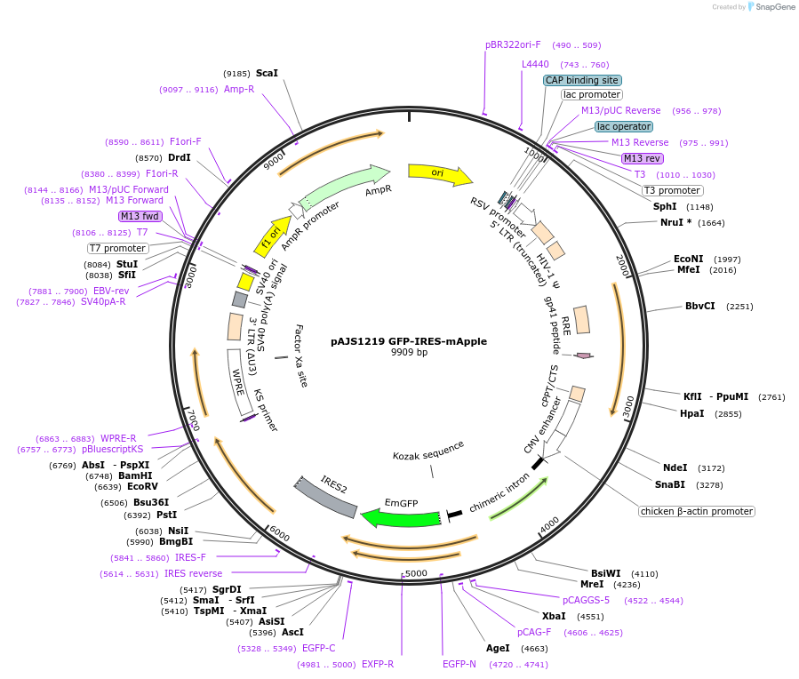 250755-plasmid-map-sequence-id-501044