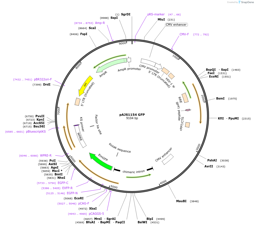 250748-plasmid-map-sequence-id-501046