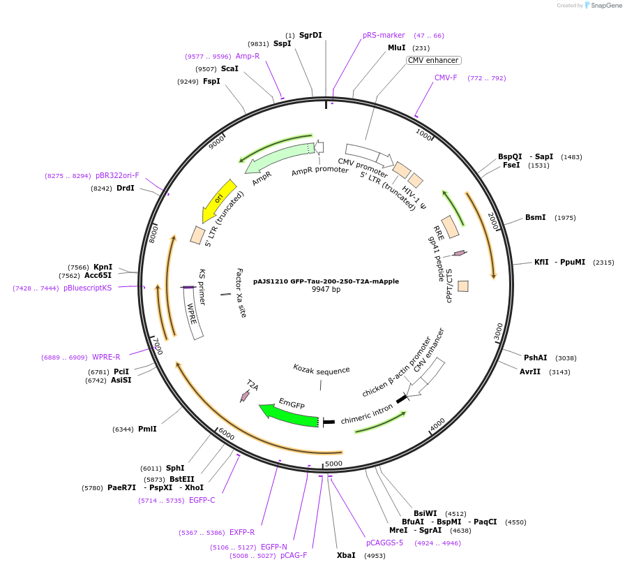 250743-plasmid-map-sequence-id-501047