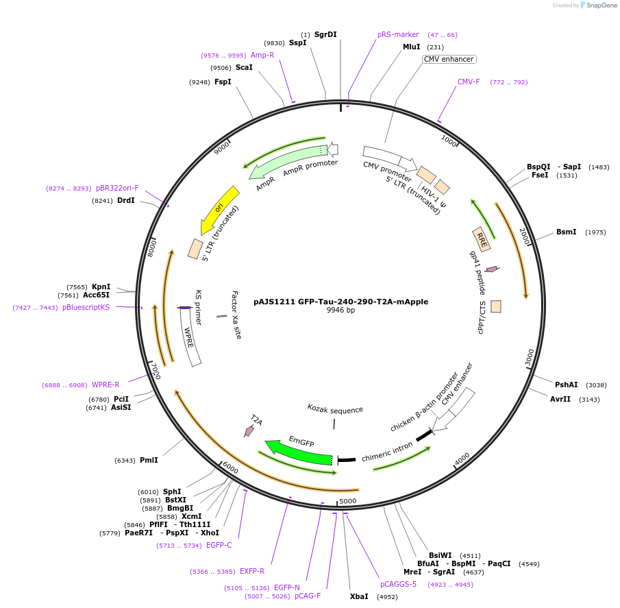 250744-plasmid-map-sequence-id-501048