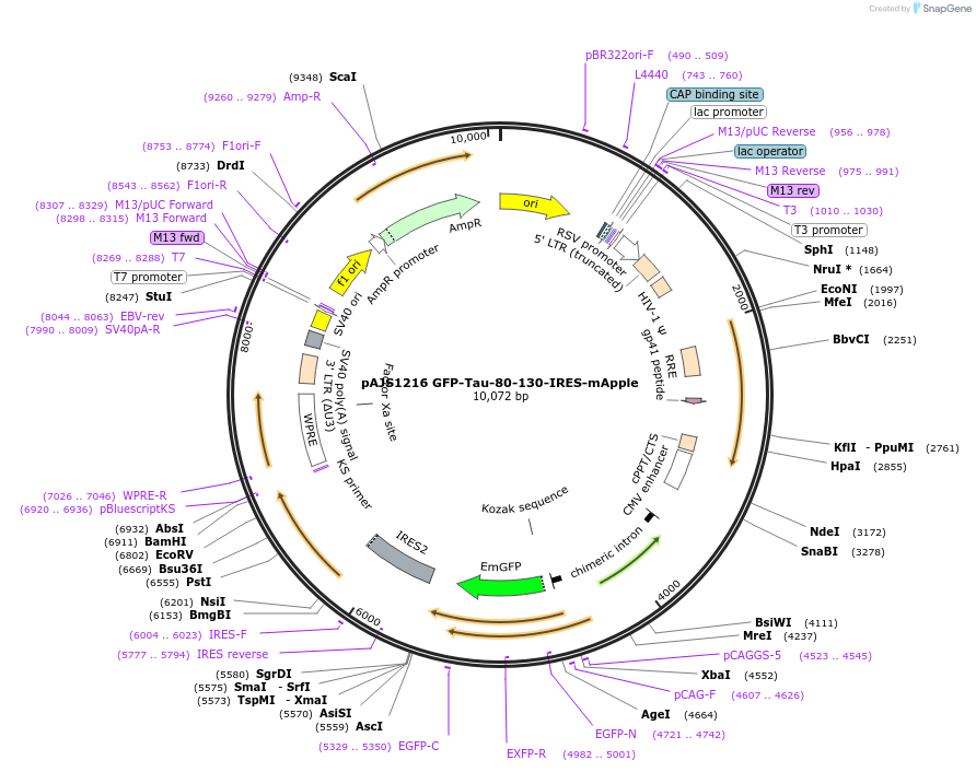 250754-plasmid-map-sequence-id-501050