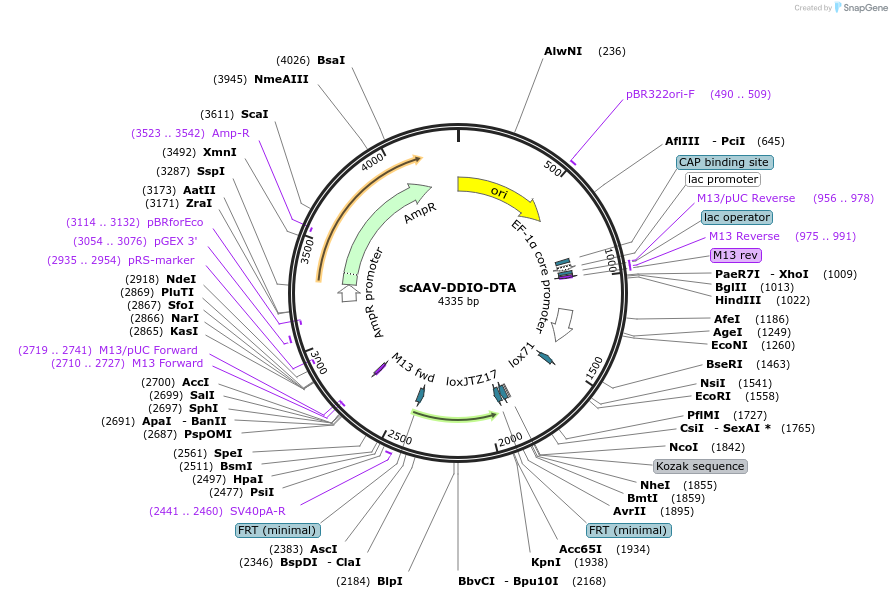 251347-plasmid-map-sequence-id-501089