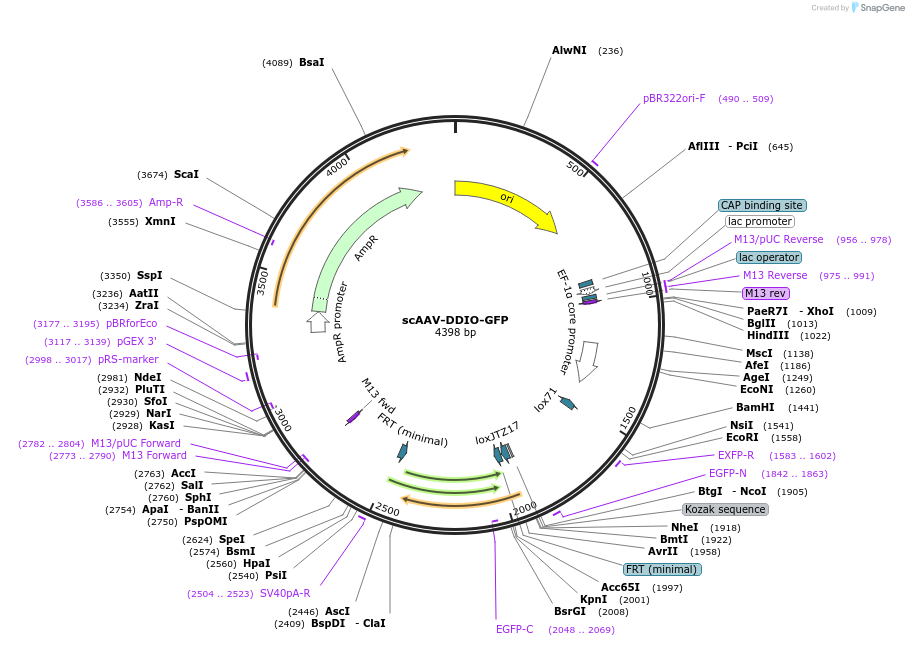 251348-plasmid-map-sequence-id-501090