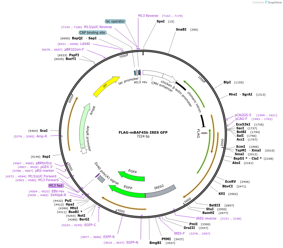 17881-plasmid-map-sequence-id-501094
