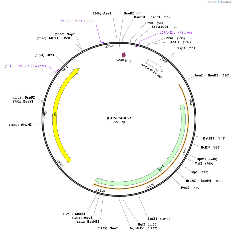 245612-plasmid-map-sequence-id-501098