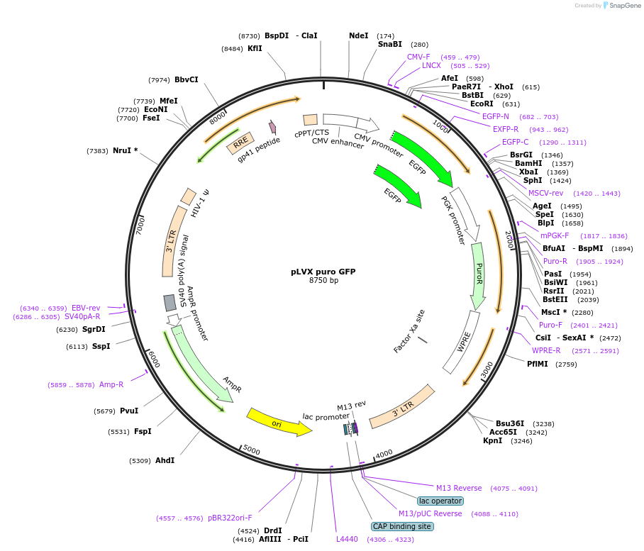 250871-plasmid-map-sequence-id-501103