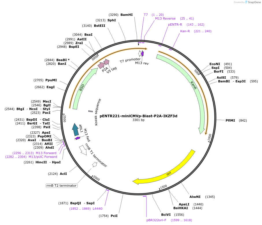 251482-plasmid-map-sequence-id-501111