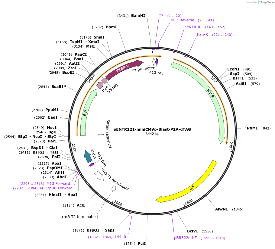 251481-plasmid-map-sequence-id-501112