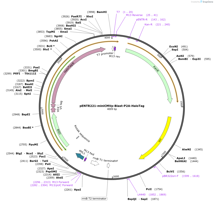 251483-plasmid-map-sequence-id-501113