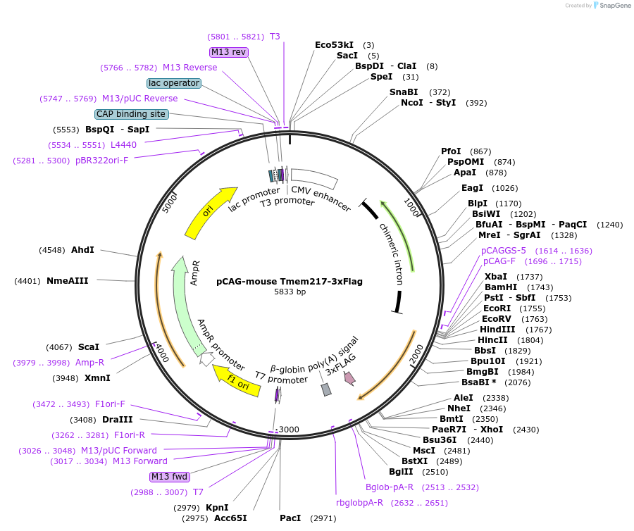 249409-plasmid-map-sequence-id-501128