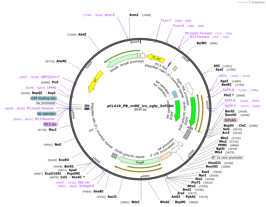 251825-plasmid-map-sequence-id-501148