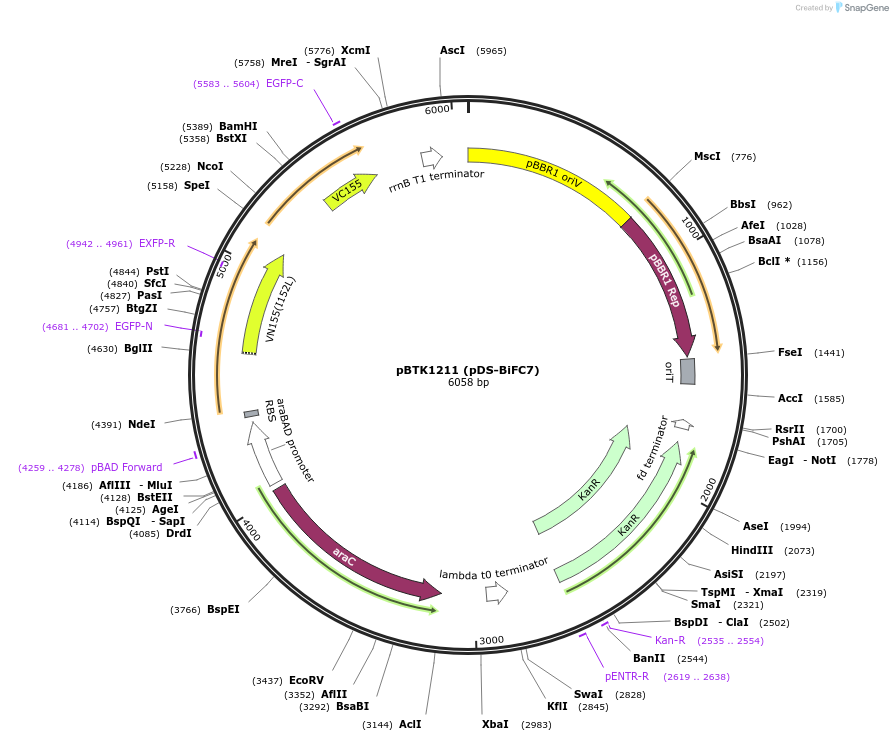 251992-plasmid-map-sequence-id-501152
