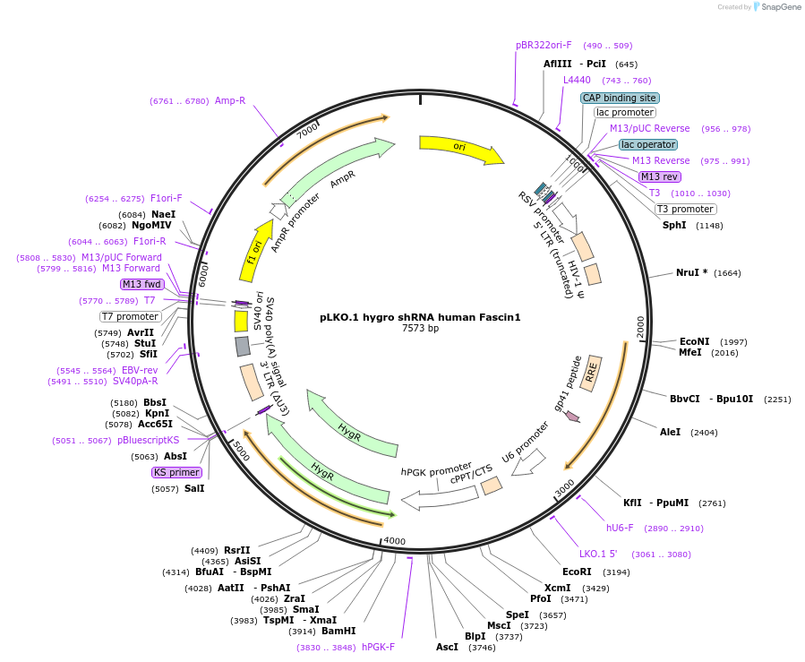 252273-plasmid-map-sequence-id-501162