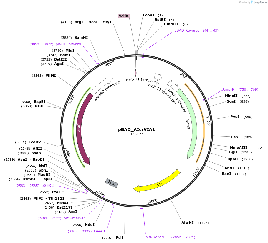 234052-plasmid-map-sequence-id-501187