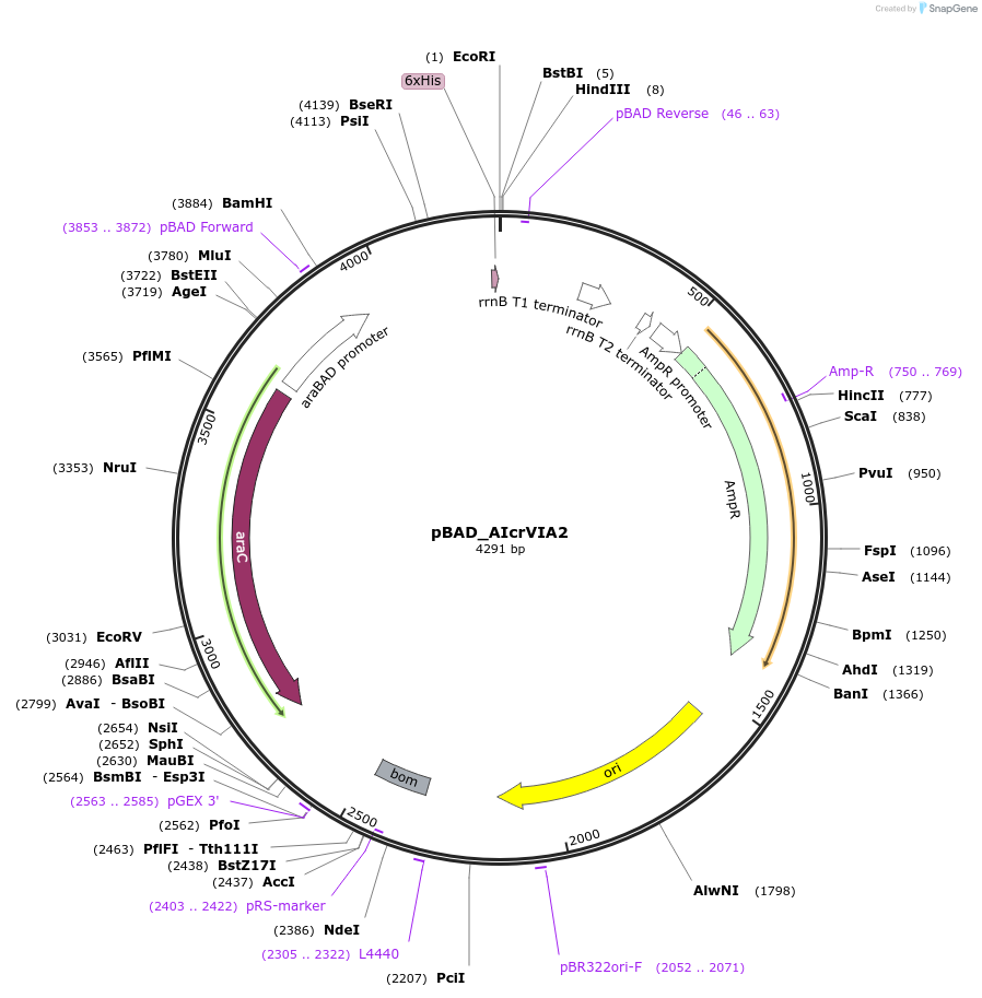 234053-plasmid-map-sequence-id-501189
