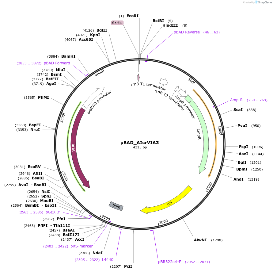 234054-plasmid-map-sequence-id-501193