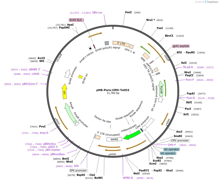 249348-plasmid-map-sequence-id-501198